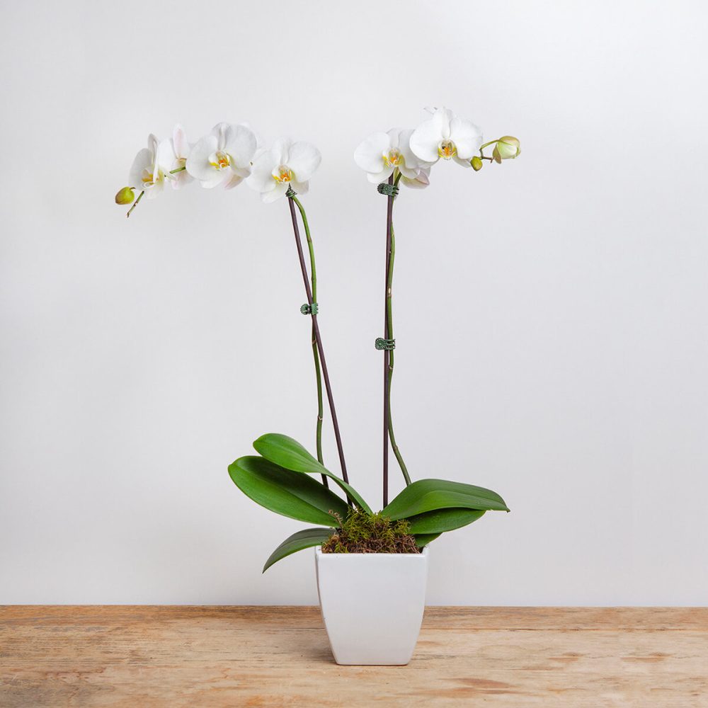 double stem phalaenopsis